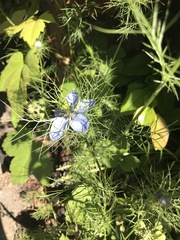 Nigella damascena