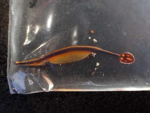 Doryrhamphus excisus observed 2026-09-24