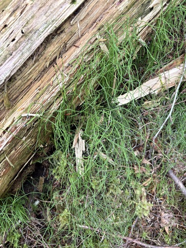 dwarf horsetail