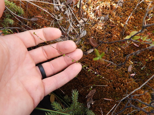 Vaccinium oxycoccos, photograph 1