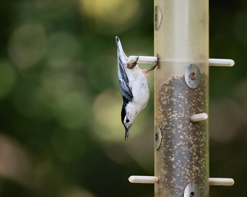 White-breasted Nuthatch