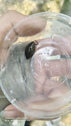 Dineutus mellyi