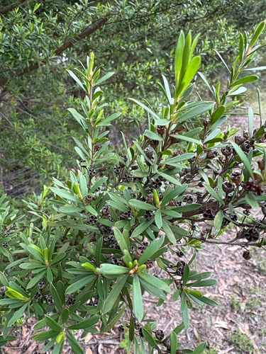 Kunzea ericoides observed 2026-09-26