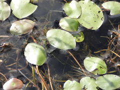 Brasenia schreberi