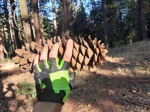 sugar pine