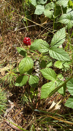 Rubus flagellaris