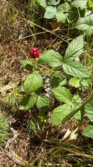 Rubus flagellaris