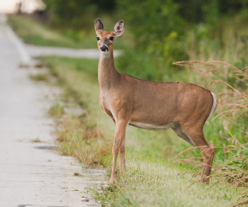 White-tailed Deer