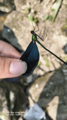 Matrona basilaris