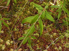Rhododendron groenlandicum, photograph (c) Charlie Pavlisich, some rights reserved (CC BY)