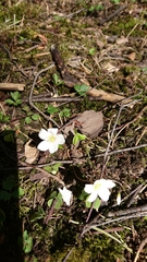 Oxalis acetosella