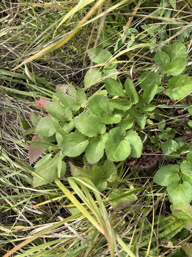 golden Alexanders