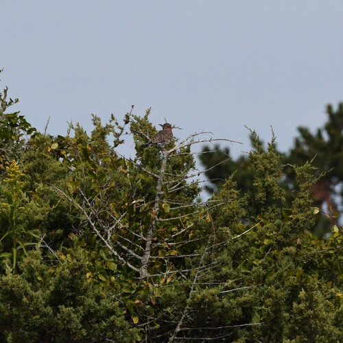 Northern Flicker