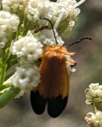 Lycus fernandezi