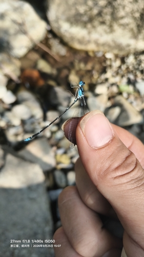 Blue Forest Damsel