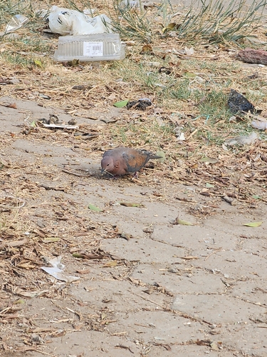 Laughing Dove