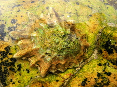 Scutellastra longicosta