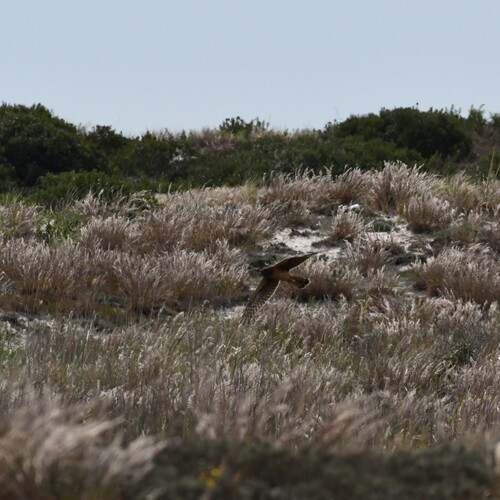 Northern Harrier