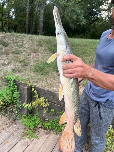 Alligator Gar