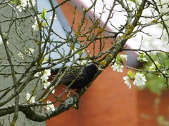 Sturnus vulgaris