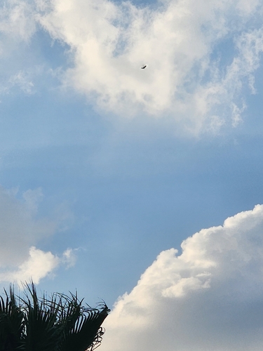 Black Kite