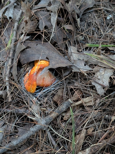 lobster mushroom