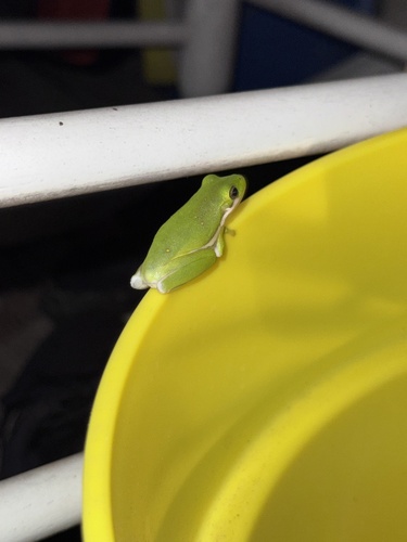 Green Treefrog