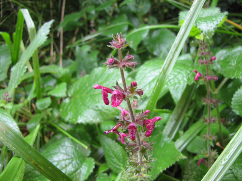 Stachys sylvatica, photograph 1