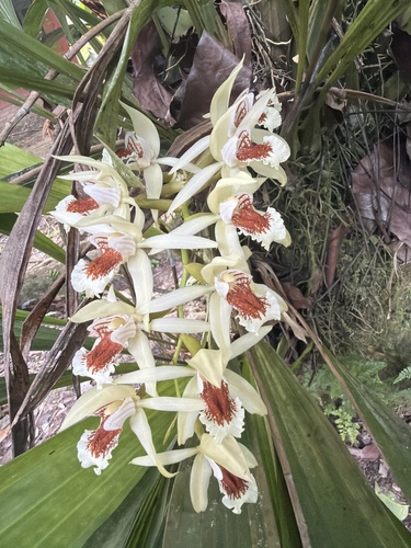 Coelogyne asperata observed 2026-09-25