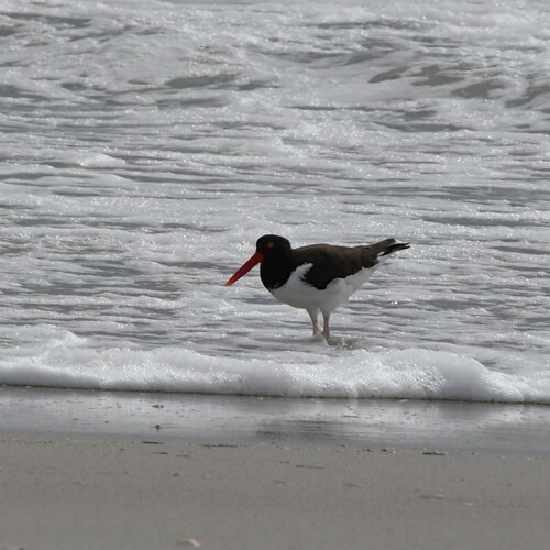 American Oystercatcher