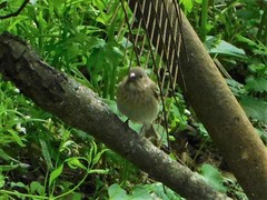 Carpodacus erythrinus