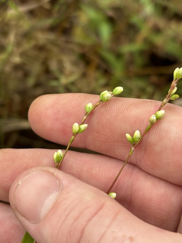 Dotted Smartweed