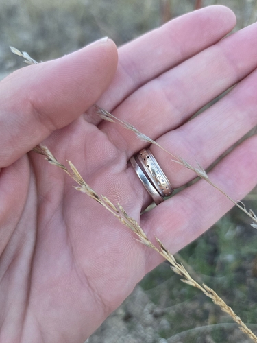 Tridentopsis mutica observed 2026-09-25