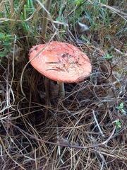 Amanita muscaria
