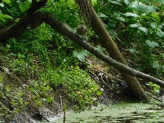 Carpodacus erythrinus