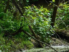 Carpodacus erythrinus
