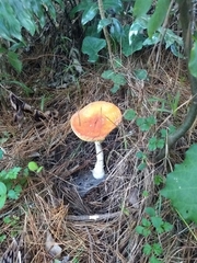 Amanita muscaria