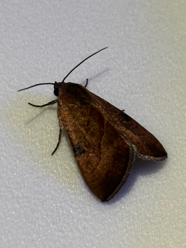 Wedgling Moth