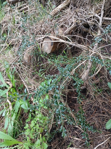 Melicytus crassifolius, photograph 3