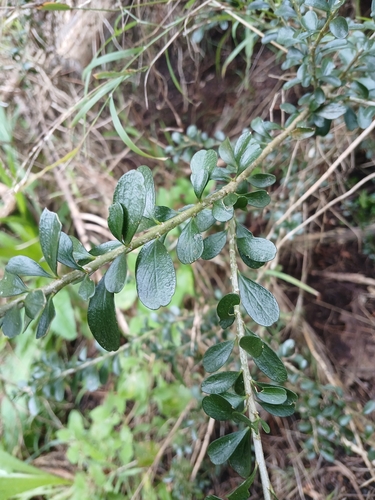 Melicytus crassifolius, photograph 4