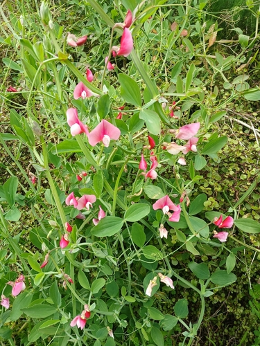 Lathyrus tingitanus