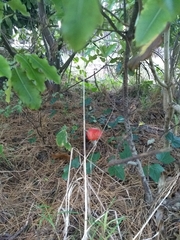 Amanita muscaria