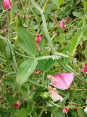 (c) Leon Perrie, some rights reserved (CC BY) Lathyrus tingitanus, photograph (c) Leon Perrie, some rights reserved (CC BY)