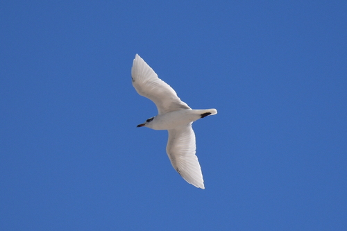 Mediterranean Gull