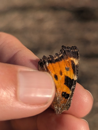 California Tortoiseshell