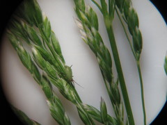Aphididae
