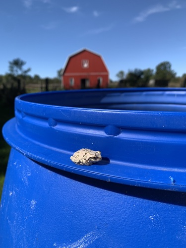 Gray Treefrog