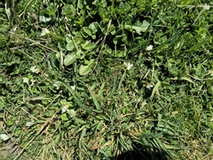 Trifolium subterraneum