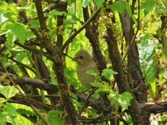 Carpodacus erythrinus