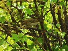 Carpodacus erythrinus